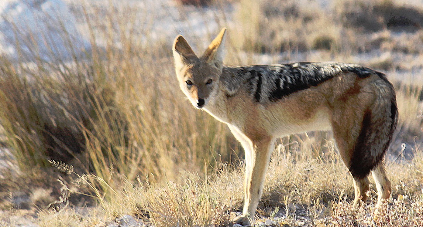 Namibie_Etosha1_2015_Img0043