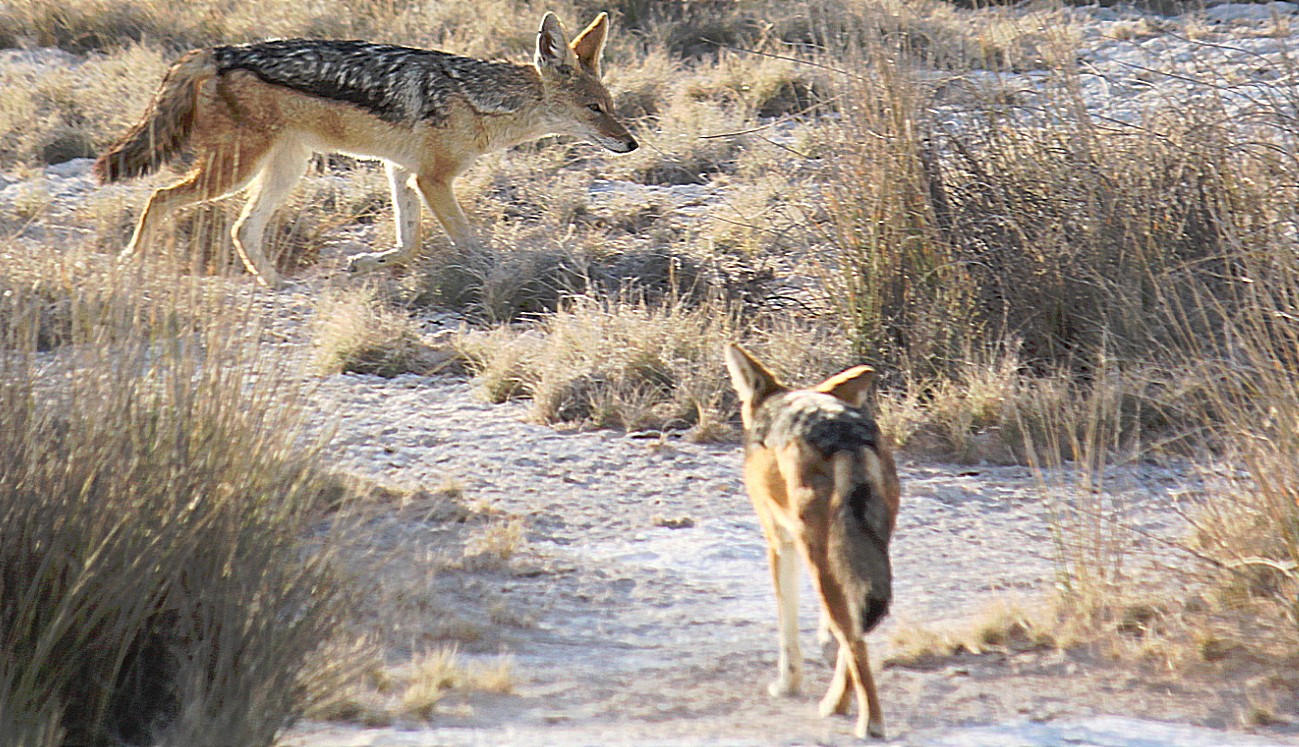 Namibie_Etosha1_2015_Img0044