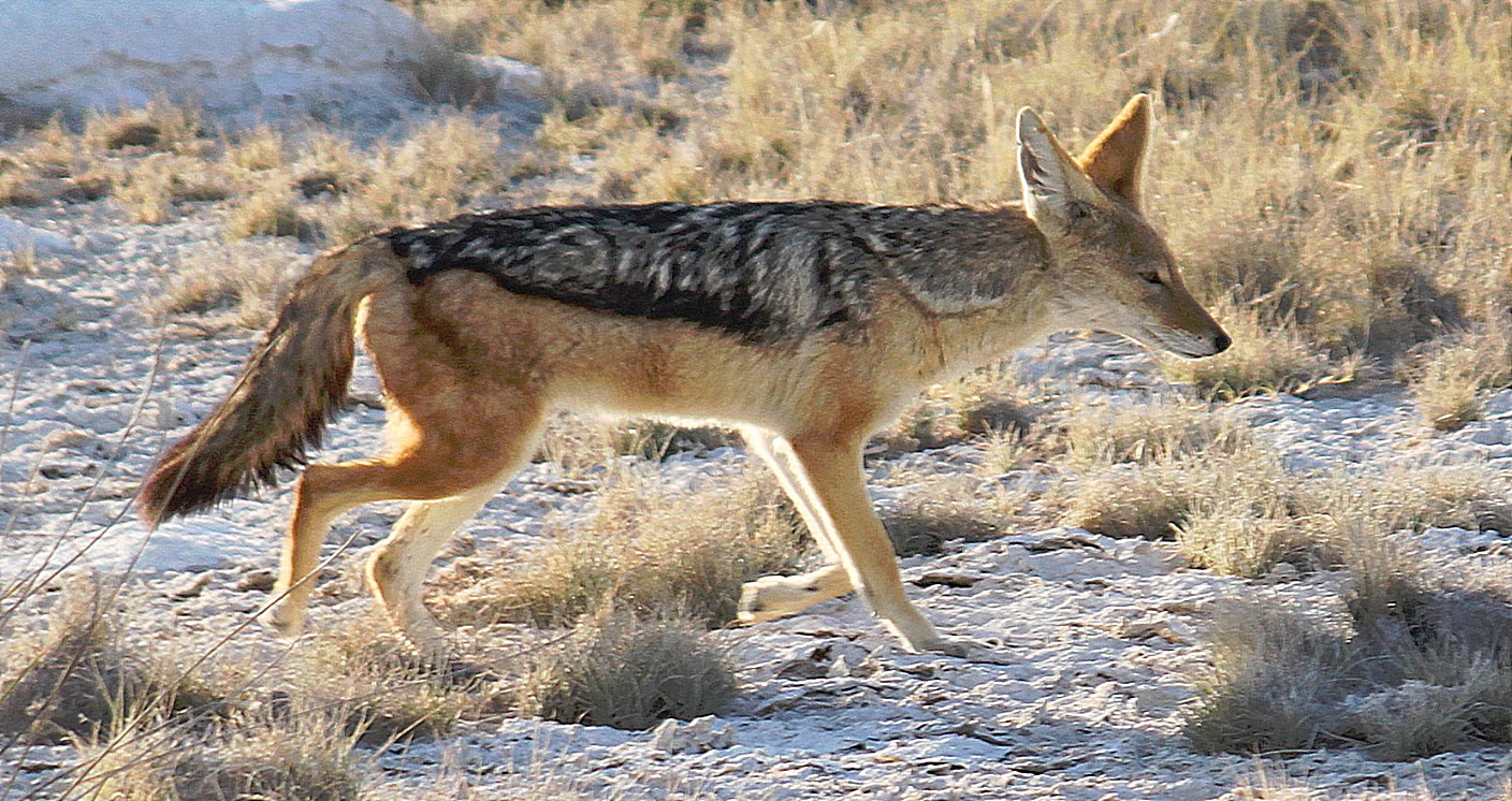 Namibie_Etosha1_2015_Img0045