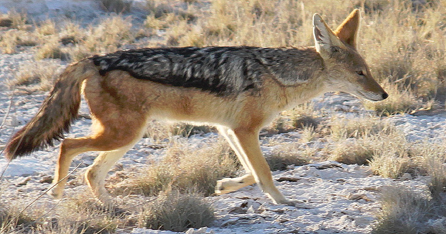 Namibie_Etosha1_2015_Img0046