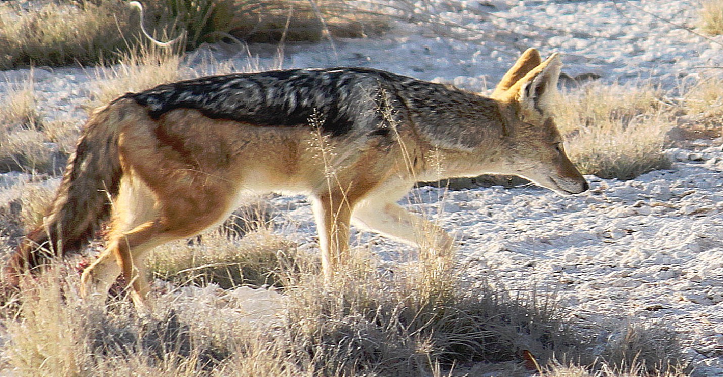 Namibie_Etosha1_2015_Img0047