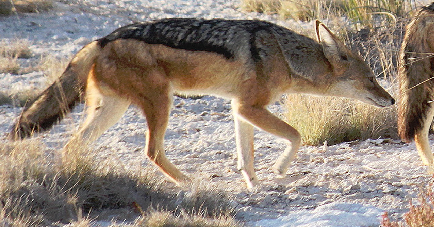 Namibie_Etosha1_2015_Img0048