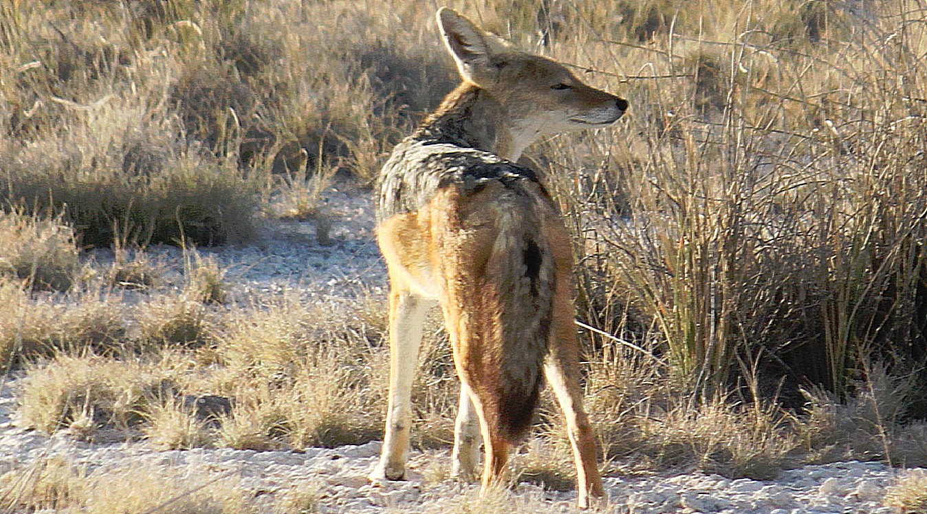 Namibie_Etosha1_2015_Img0049