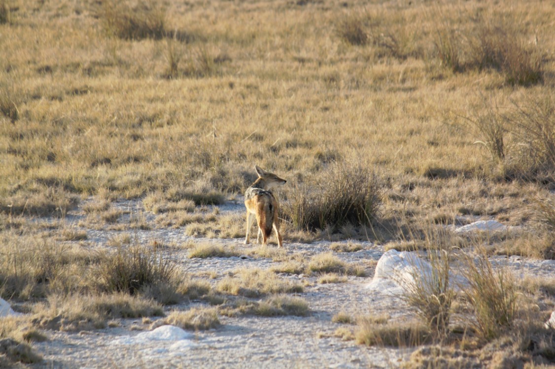 Namibie_Etosha1_2015_Img0050