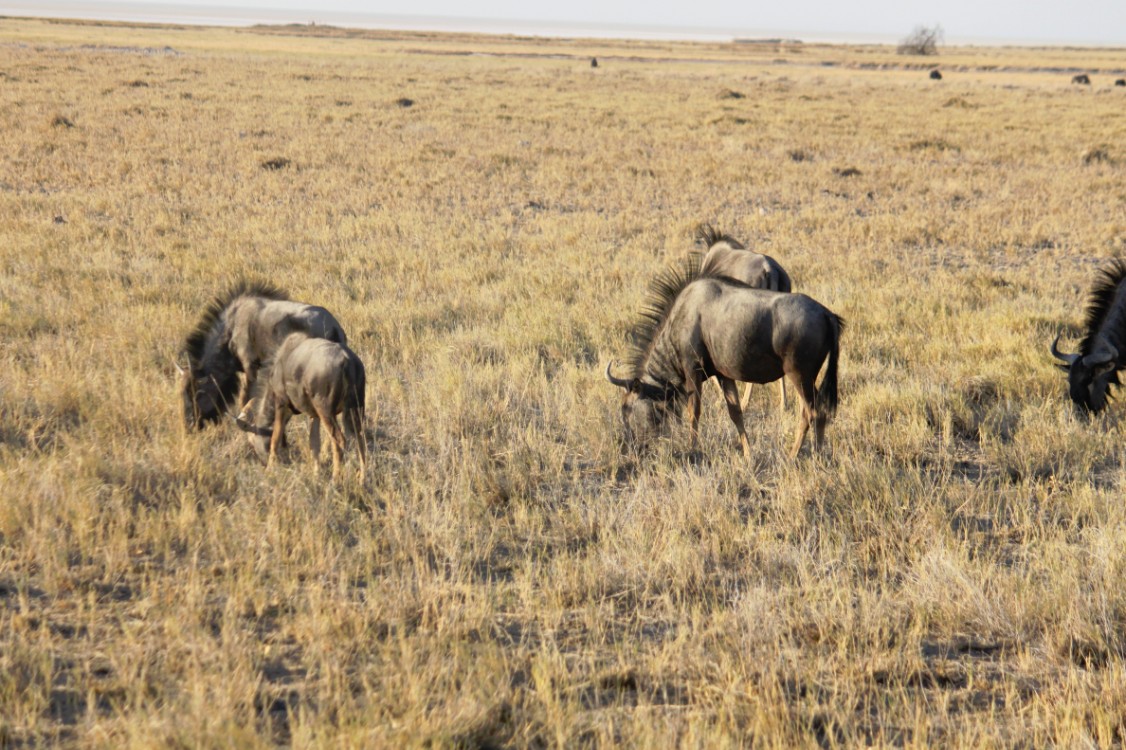 Namibie_Etosha1_2015_Img0051