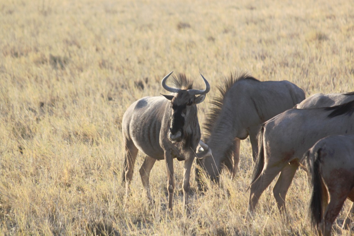 Namibie_Etosha1_2015_Img0052