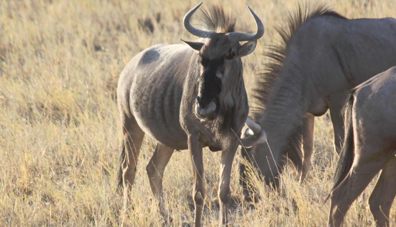 Namibie_Etosha1_2015_Img0053