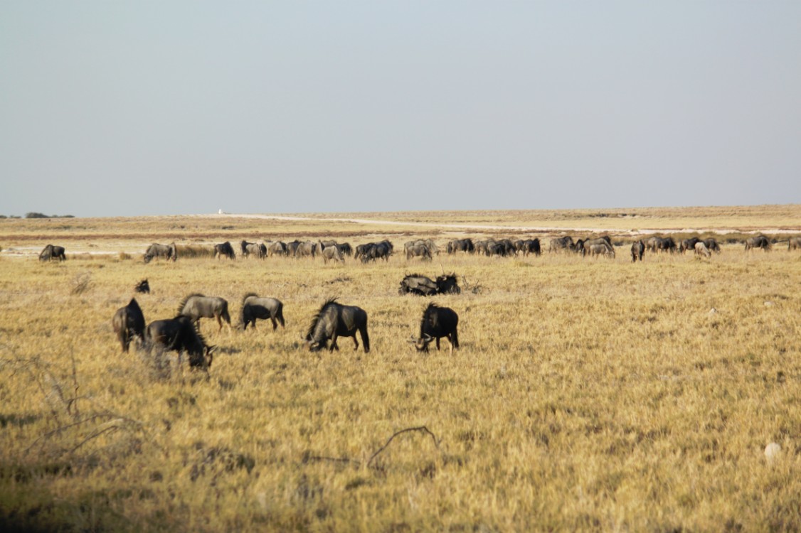 Namibie_Etosha1_2015_Img0054