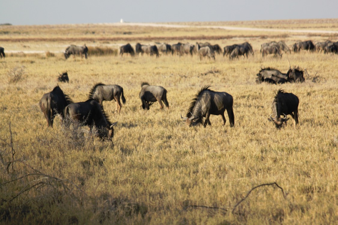 Namibie_Etosha1_2015_Img0055