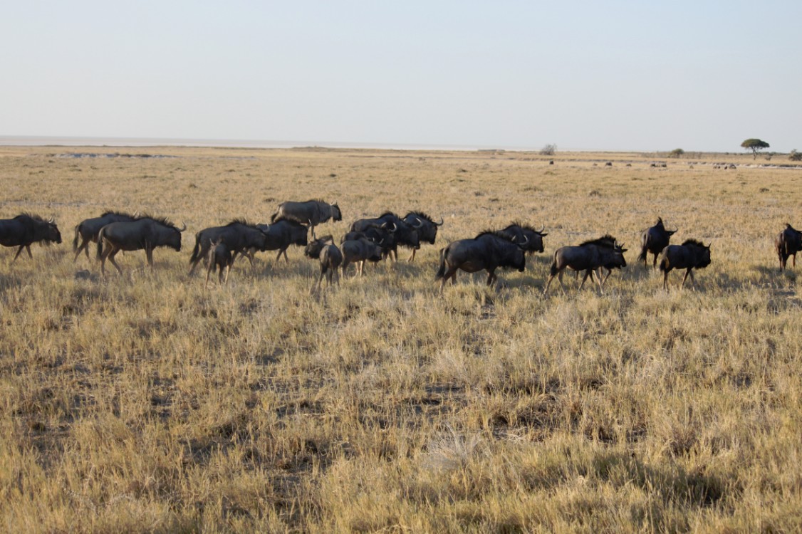 Namibie_Etosha1_2015_Img0056