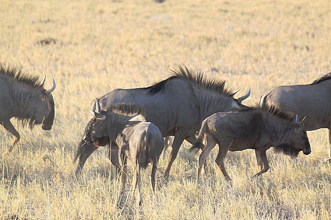 Namibie_Etosha1_2015_Img0057