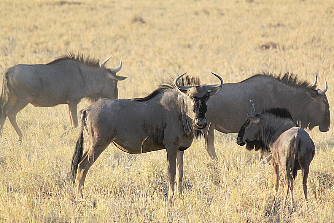 Namibie_Etosha1_2015_Img0058