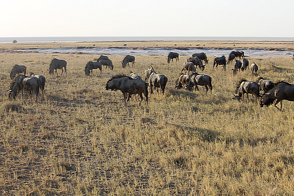 Namibie_Etosha1_2015_Img0059