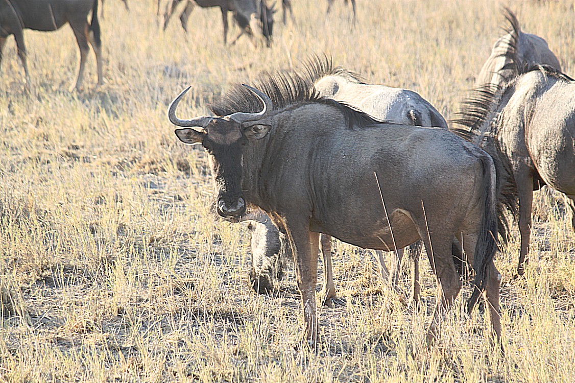 Namibie_Etosha1_2015_Img0060