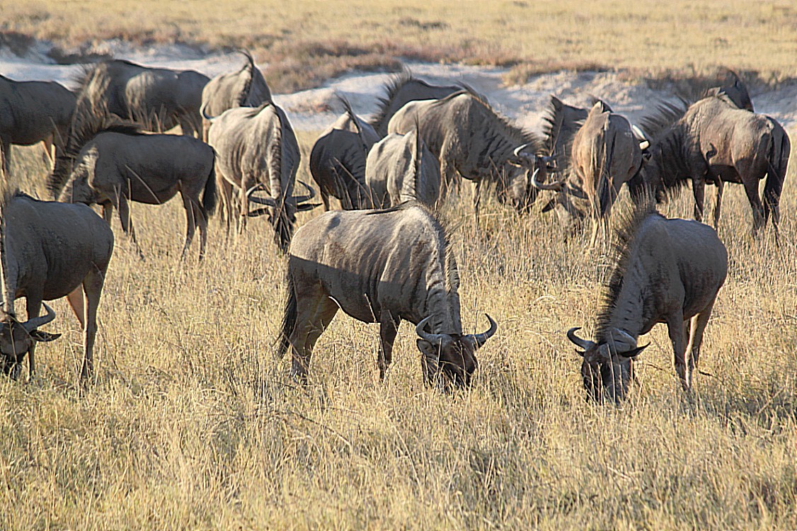 Namibie_Etosha1_2015_Img0061