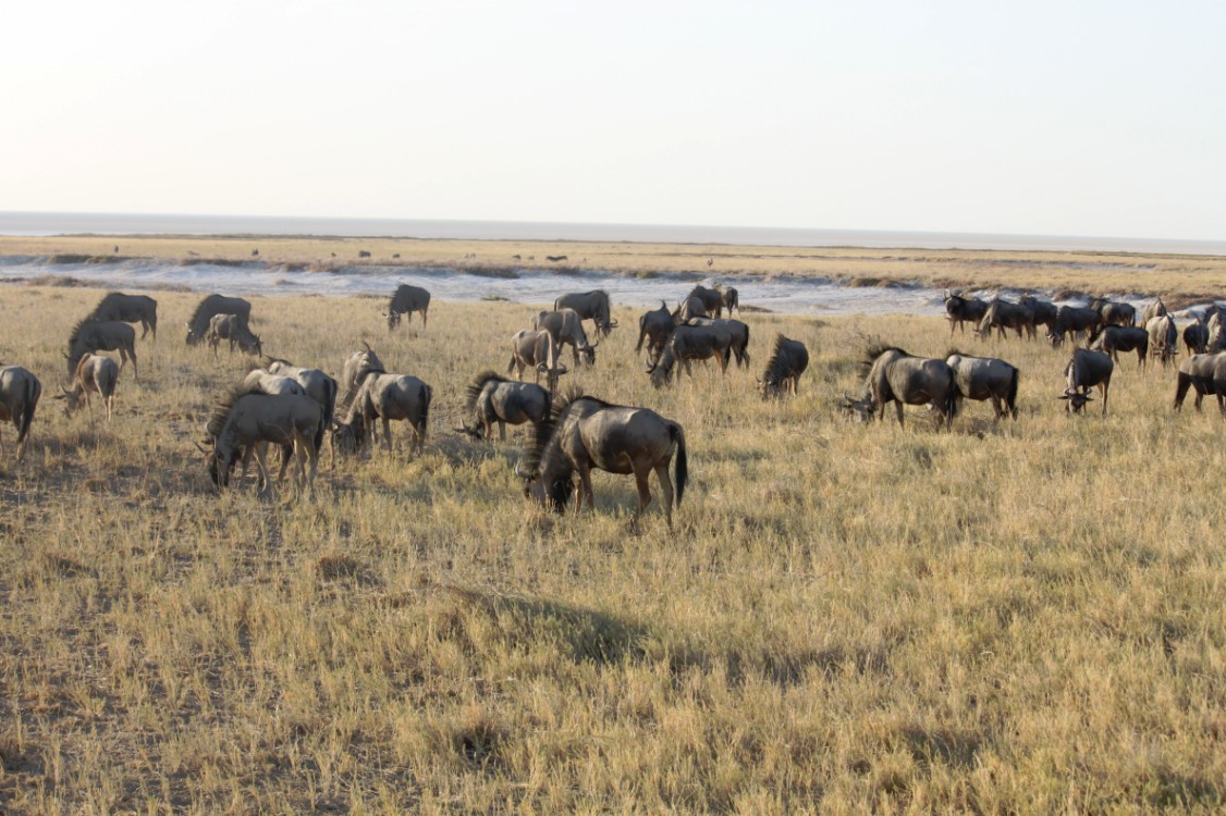 Namibie_Etosha1_2015_Img0062