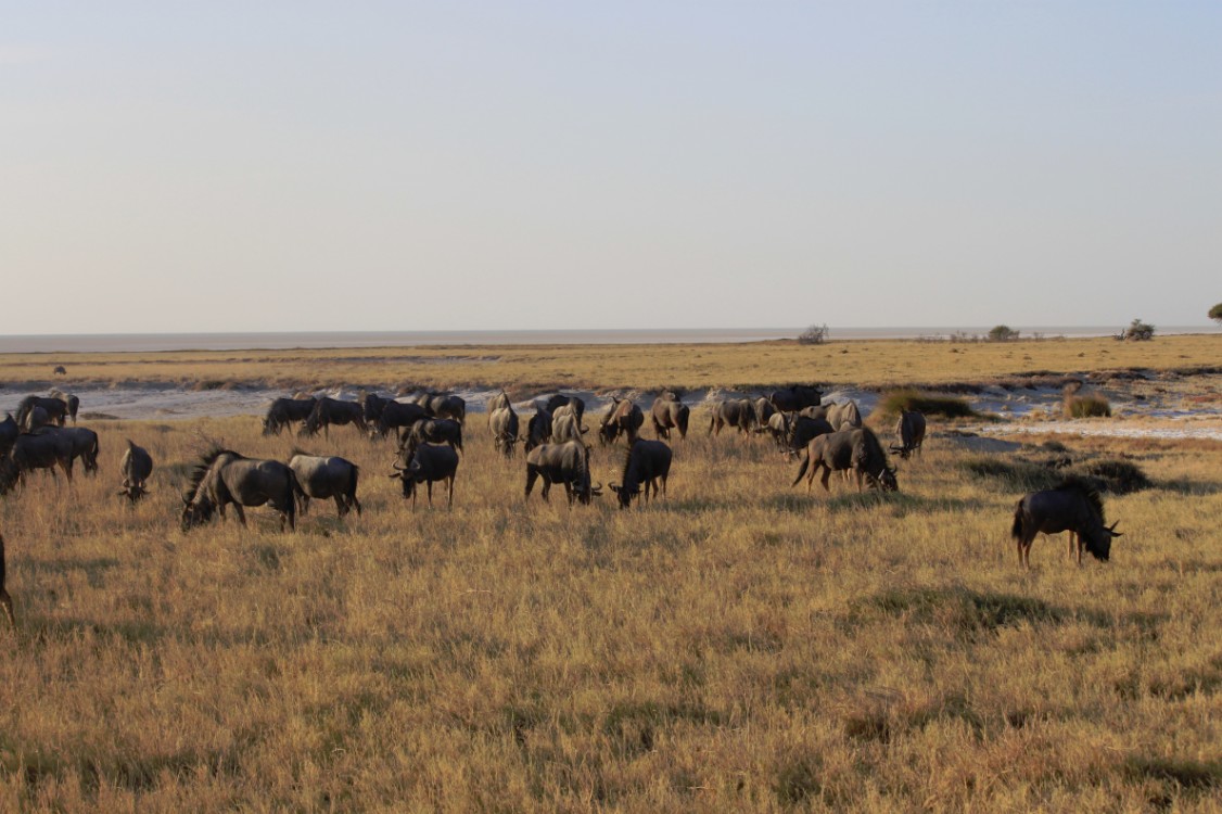 Namibie_Etosha1_2015_Img0063