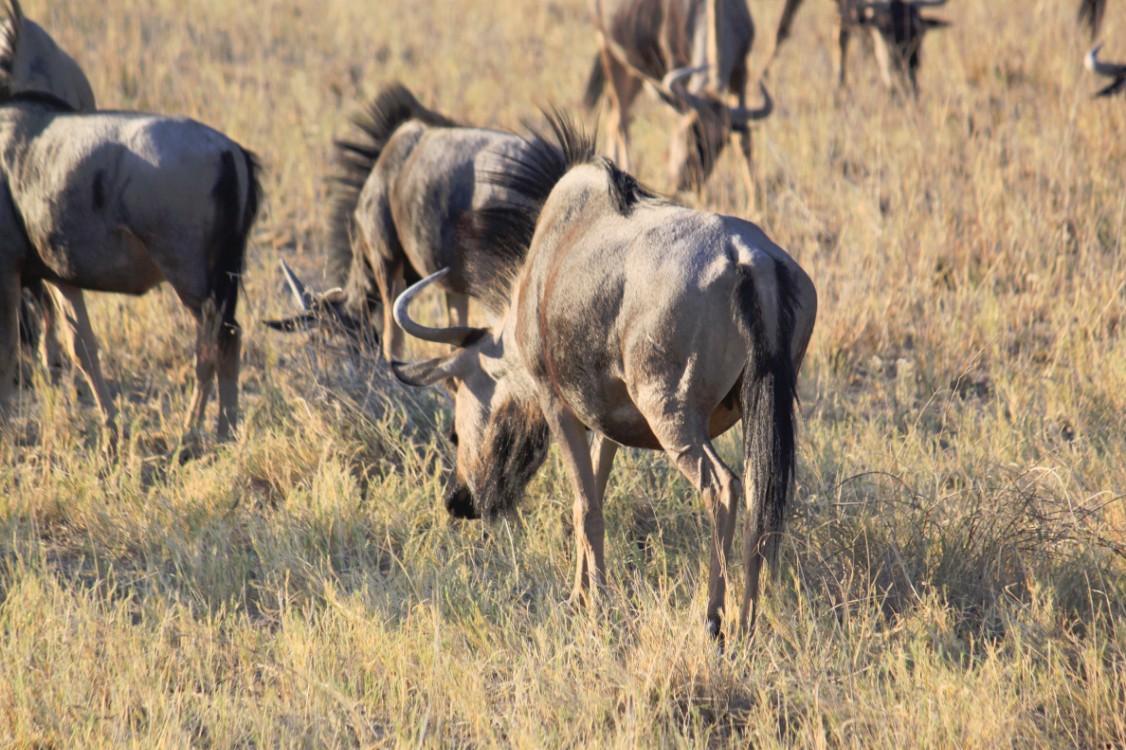 Namibie_Etosha1_2015_Img0064