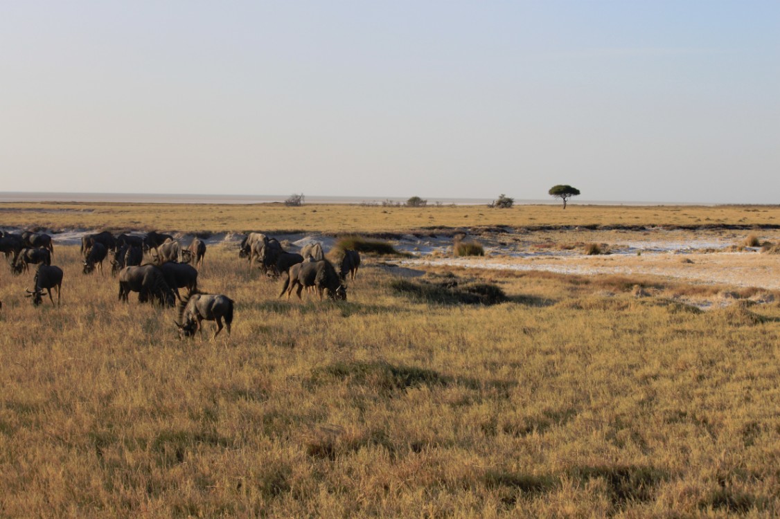 Namibie_Etosha1_2015_Img0065