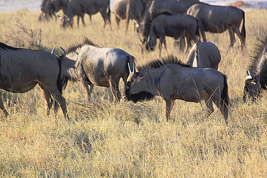 Namibie_Etosha1_2015_Img0066