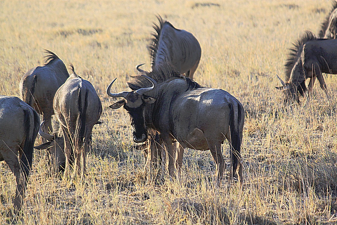 Namibie_Etosha1_2015_Img0067