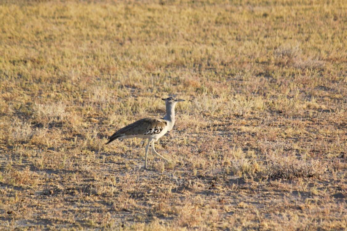 Namibie_Etosha1_2015_Img0068