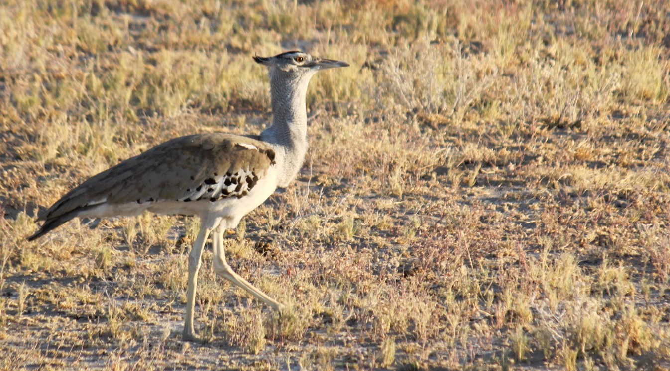 Namibie_Etosha1_2015_Img0069