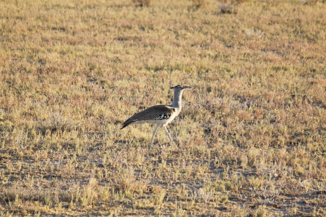 Namibie_Etosha1_2015_Img0070