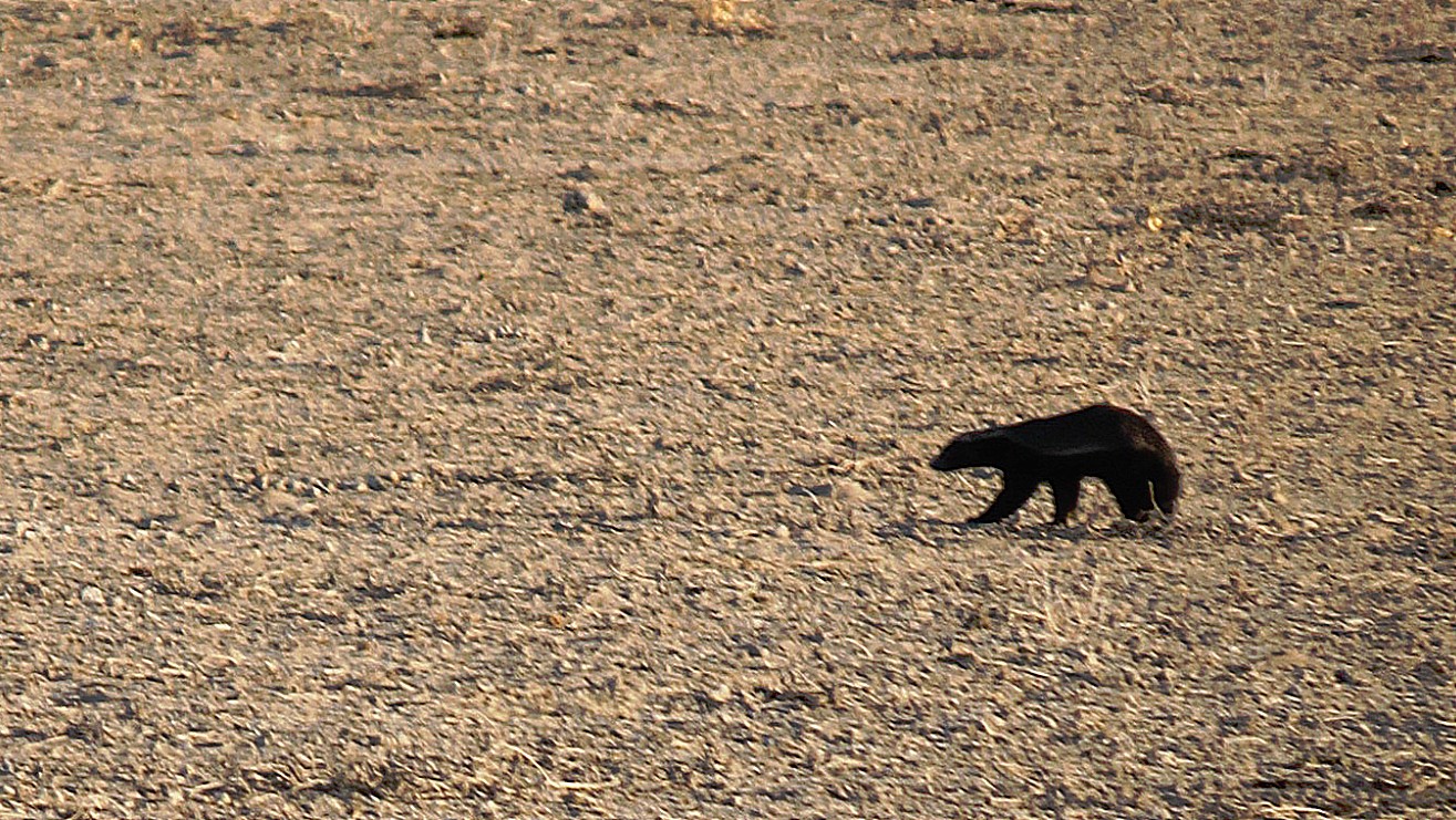 Namibie_Etosha1_2015_Img0072