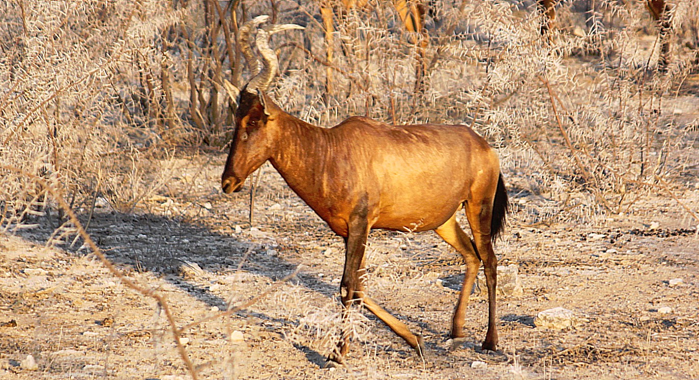 Namibie_Etosha1_2015_Img0075