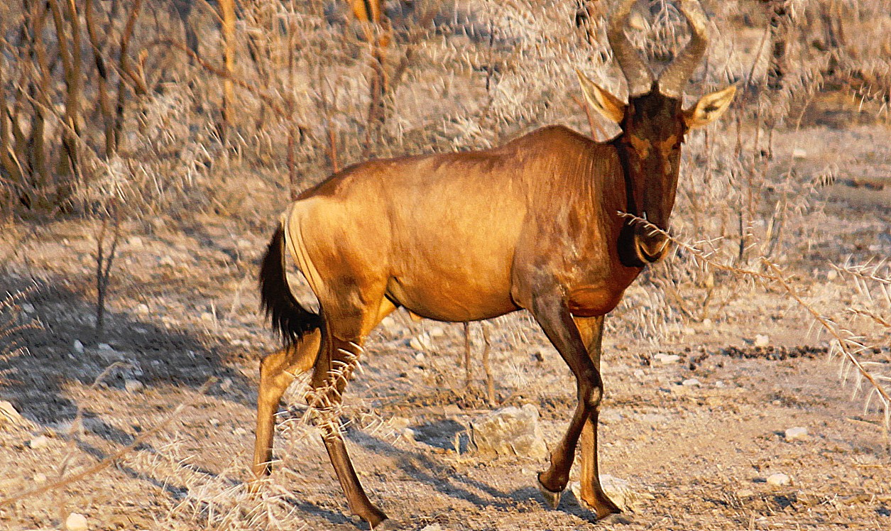 Namibie_Etosha1_2015_Img0076