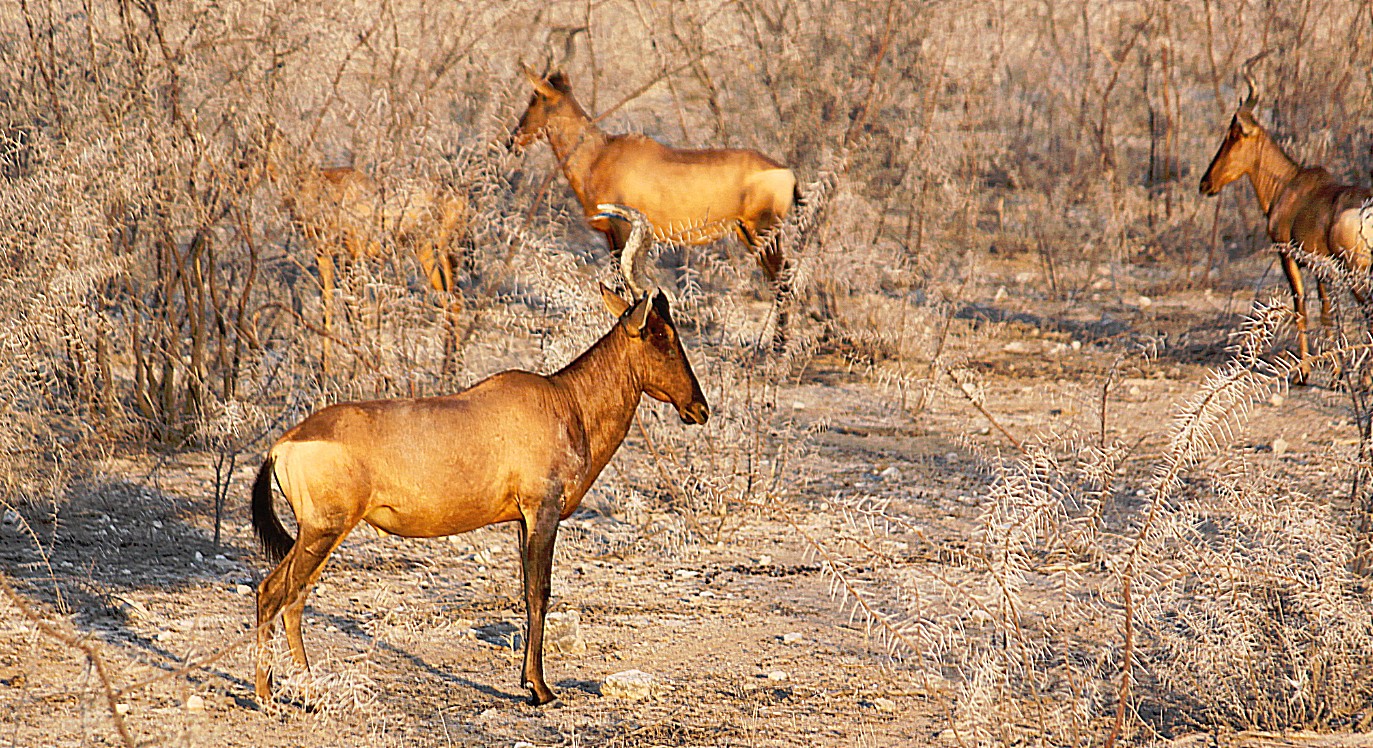 Namibie_Etosha1_2015_Img0077