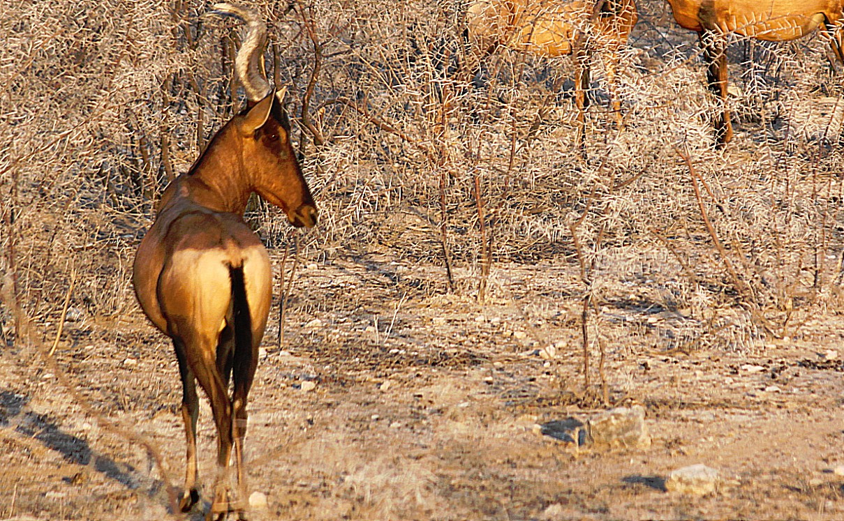 Namibie_Etosha1_2015_Img0078