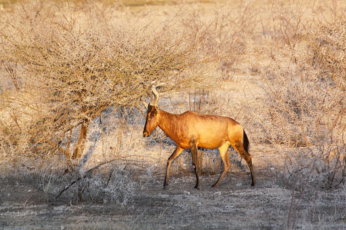 Namibie_Etosha1_2015_Img0079