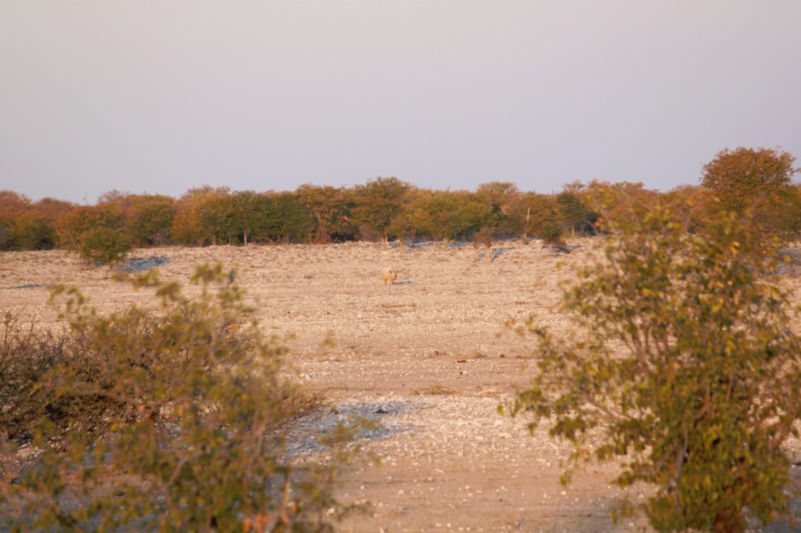 Namibie_Etosha1_2015_Img0081