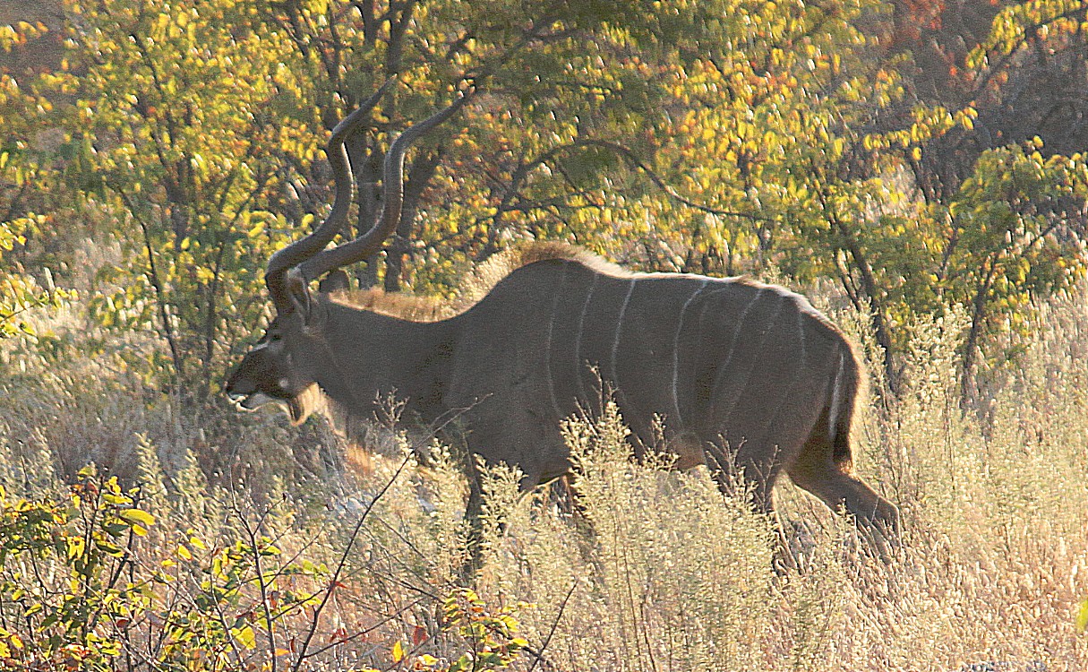 Namibie_Etosha2_2015_Img0001