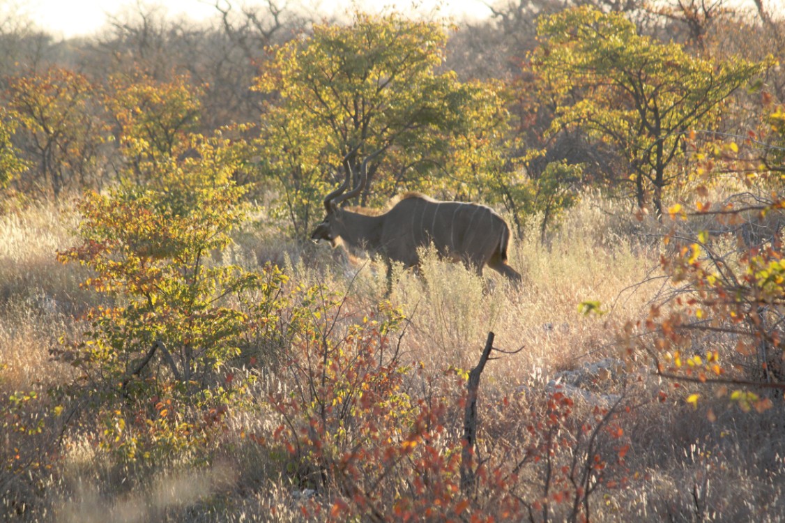 Namibie_Etosha2_2015_Img0002