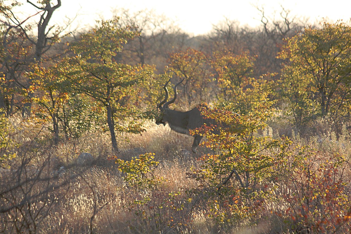 Namibie_Etosha2_2015_Img0003