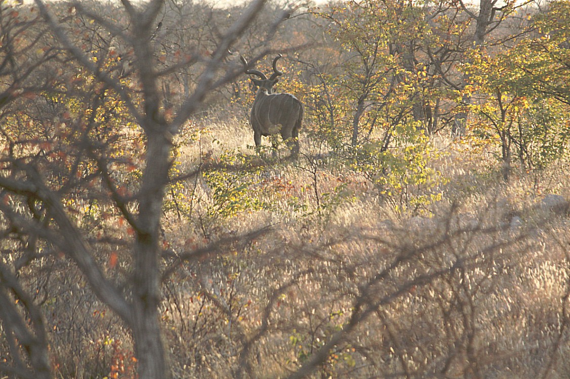 Namibie_Etosha2_2015_Img0004