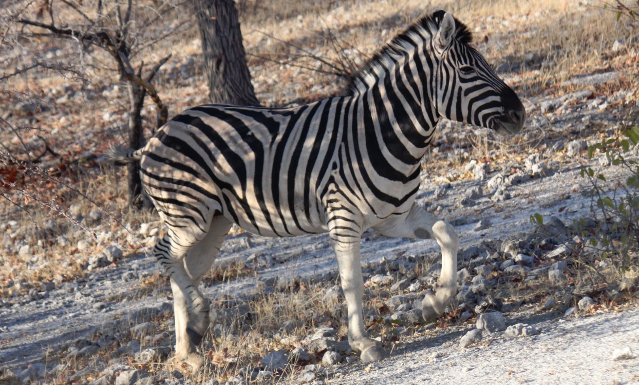 Namibie_Etosha2_2015_Img0005