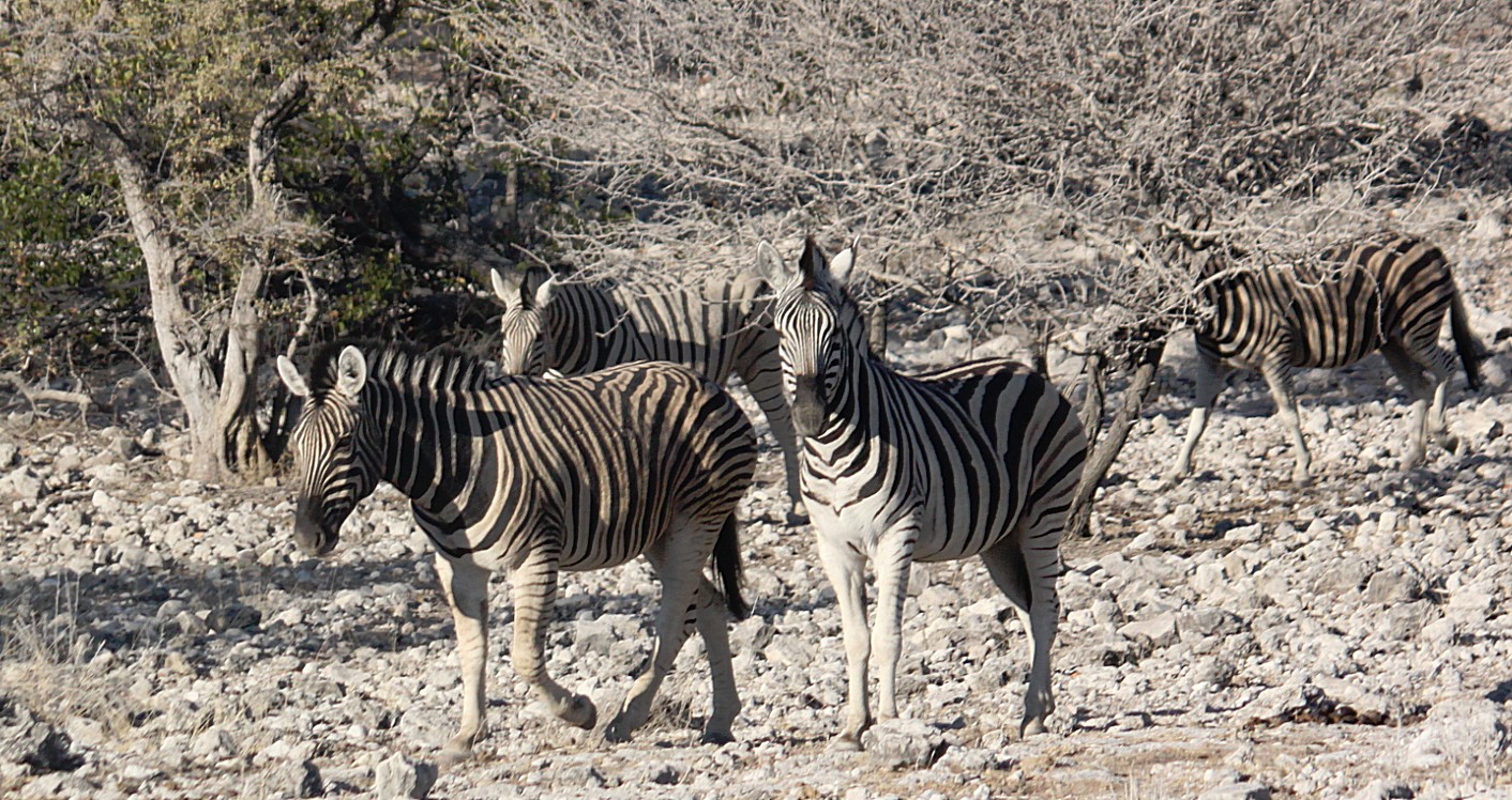 Namibie_Etosha2_2015_Img0006