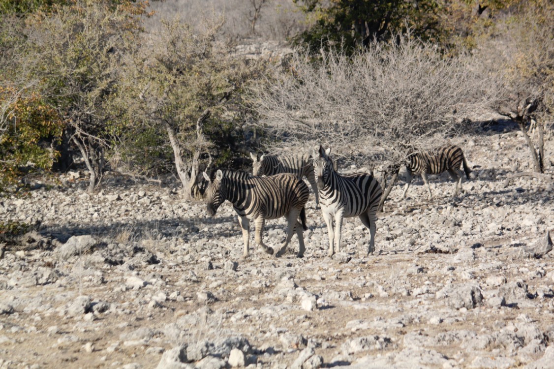 Namibie_Etosha2_2015_Img0007