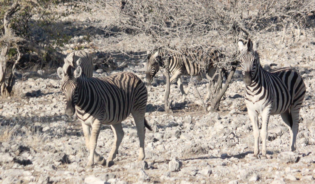 Namibie_Etosha2_2015_Img0008