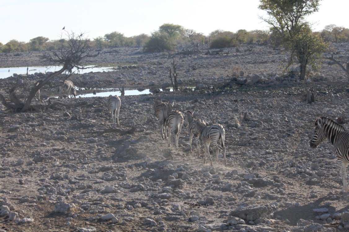 Namibie_Etosha2_2015_Img0009