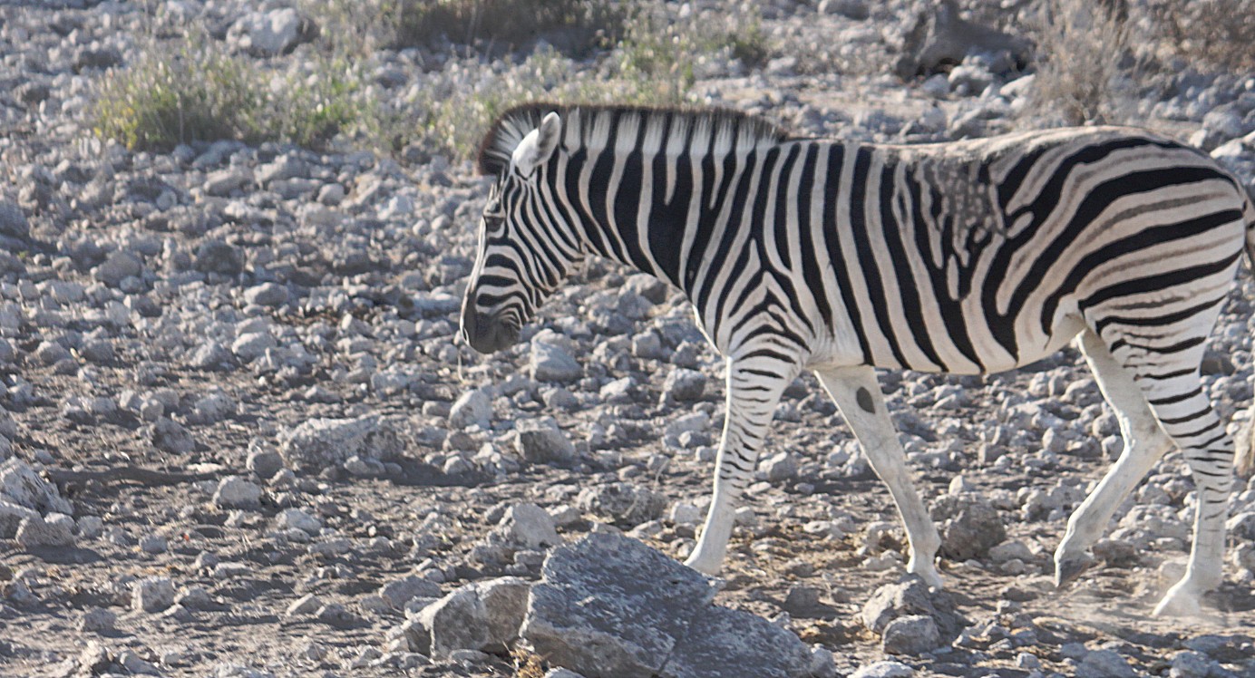 Namibie_Etosha2_2015_Img0010