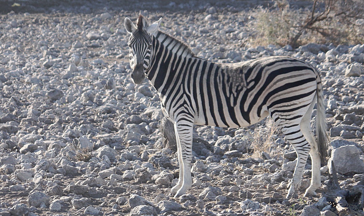 Namibie_Etosha2_2015_Img0011