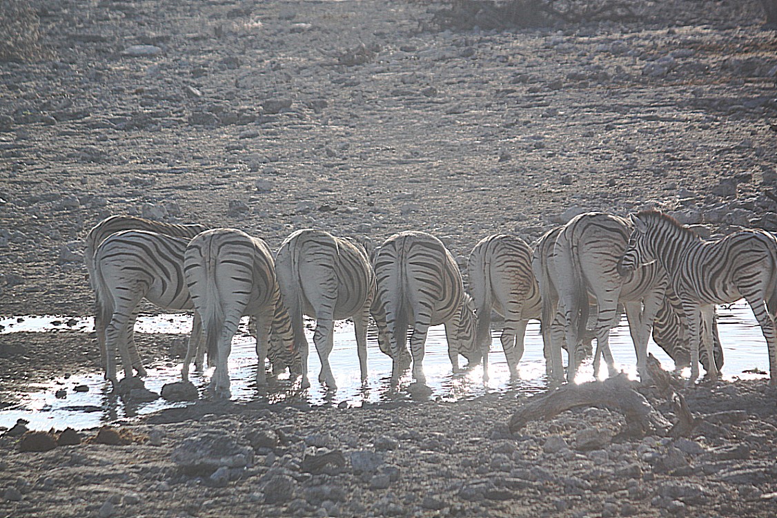 Namibie_Etosha2_2015_Img0012