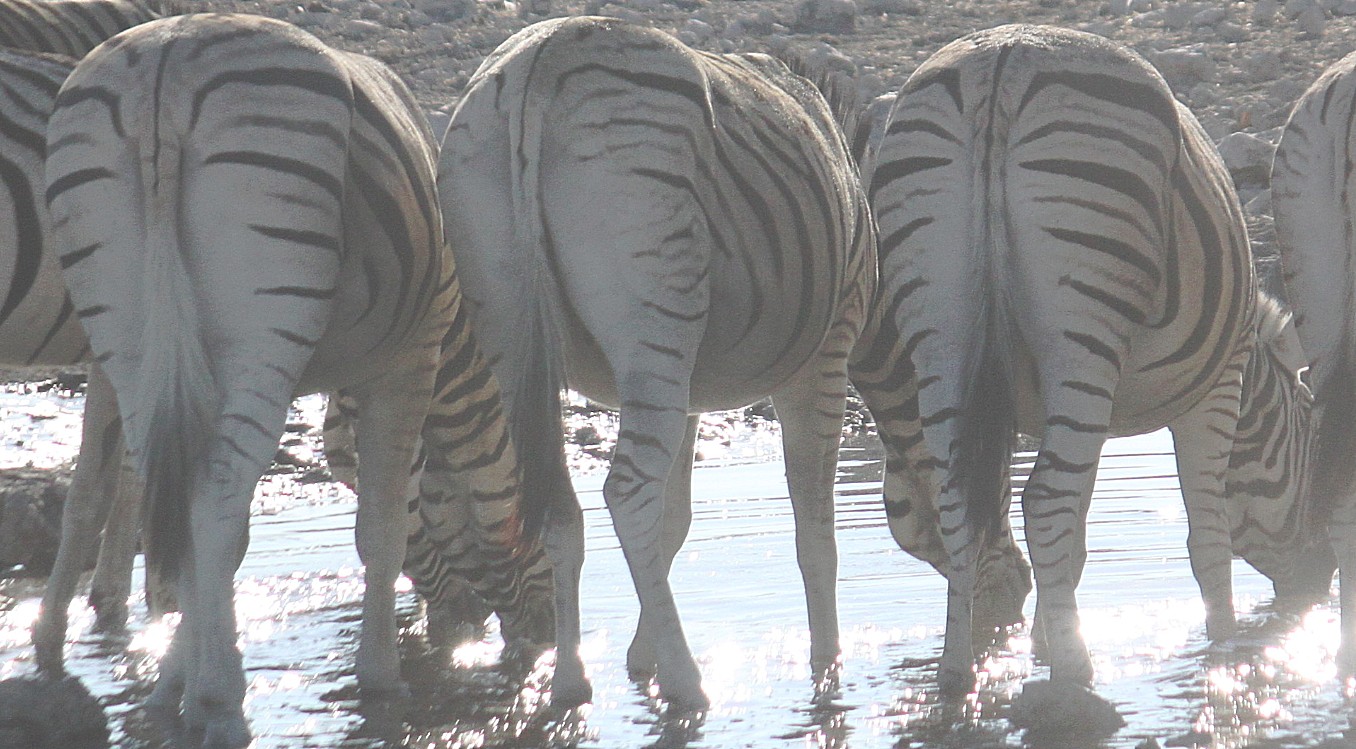 Namibie_Etosha2_2015_Img0013