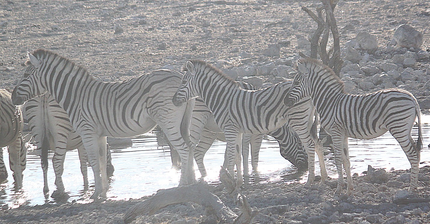 Namibie_Etosha2_2015_Img0014