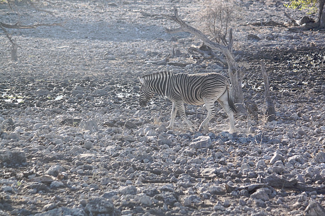 Namibie_Etosha2_2015_Img0015